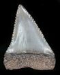 Serrated, Fossil Great White Shark Tooth - Florida #34776-1